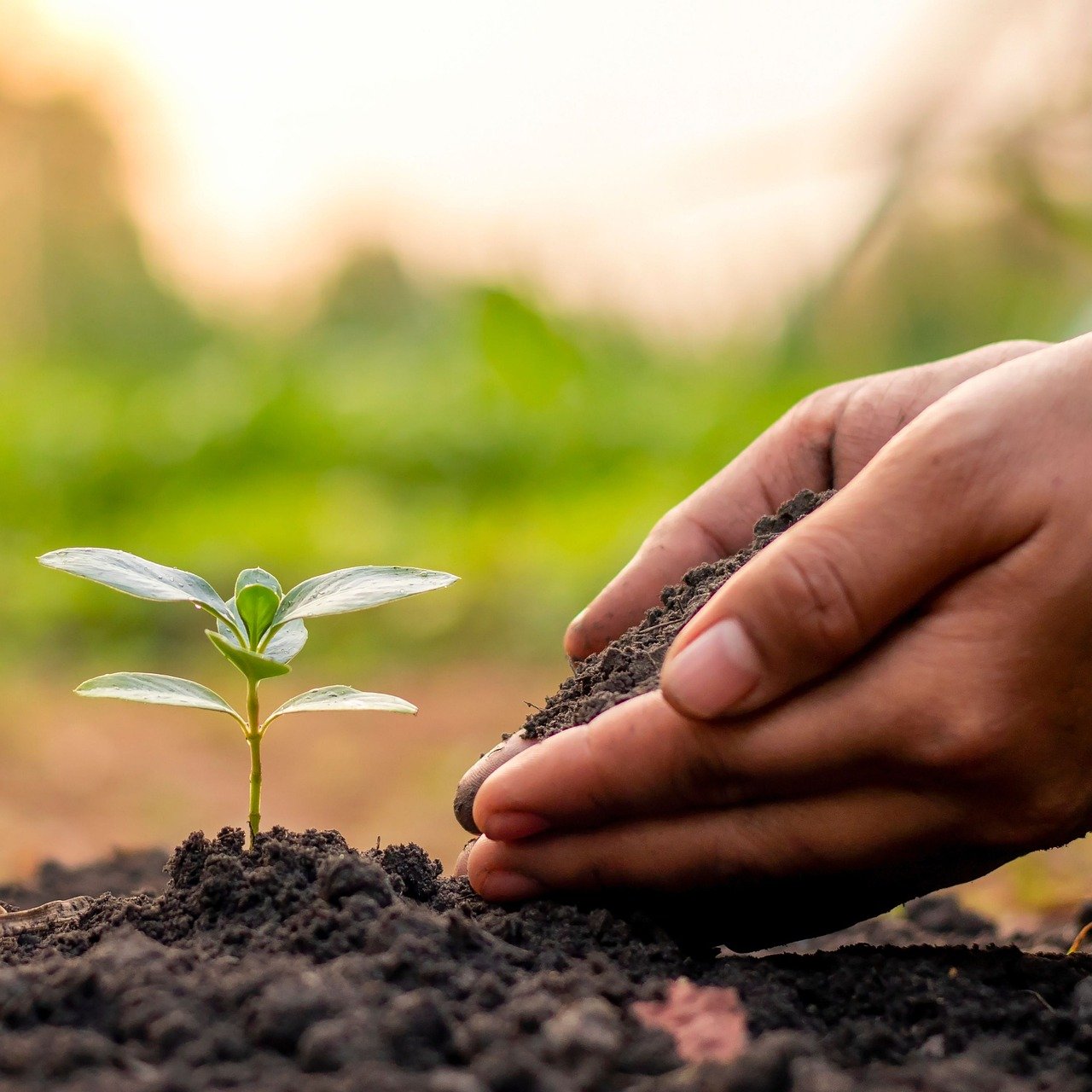 Soil Health Management